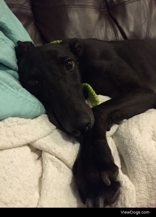 This is my greyhound, Wrap, a retired racer, currently enjoying…