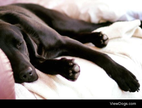 Snoozy Bella! My beautiful 3 year old black Lab ❤️