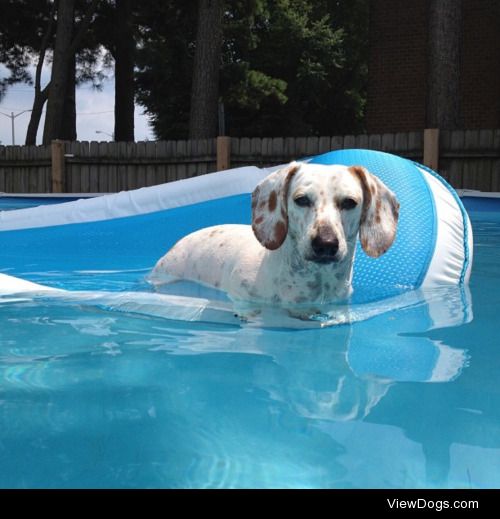 Lillee relaxing in the pool.  #Dachshund