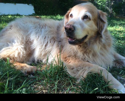 This is Rex, my 10 year old Golden Retriever. Best dog anyone…