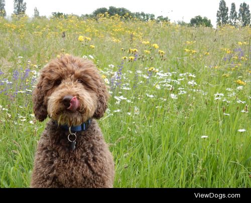 My beautiful 7 year old labradoodle Mido, still has enough…