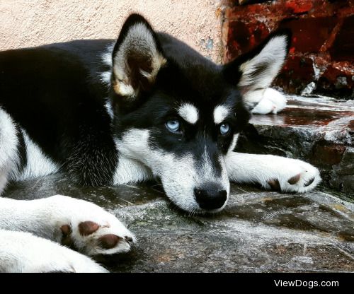 this is Leia and she’s a 3 month old Husky/Akita mix!…