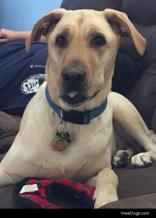 My Labrador, Waffle, likes to eat plastic squeakers that he…