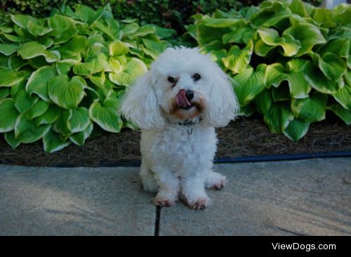 Trooper, my maltipoo and best friend