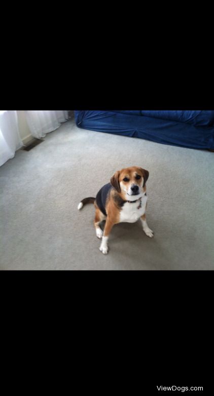 this is Belle my 5 year old beagle mix who loves to play fetch…