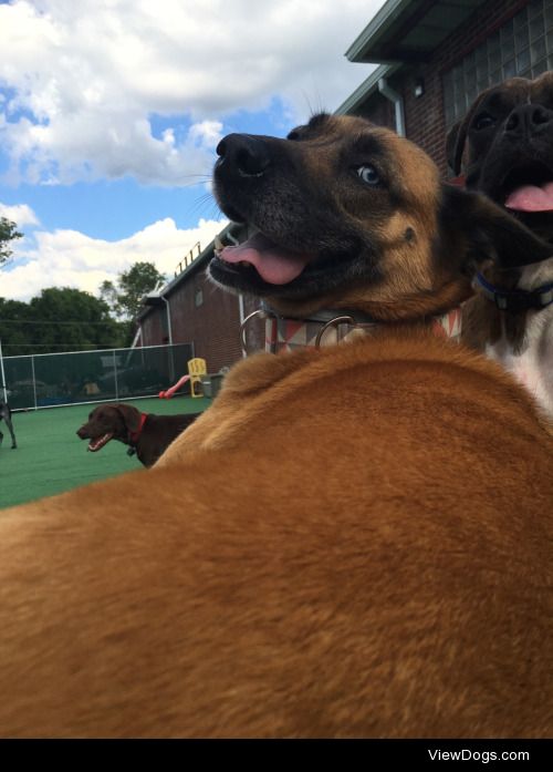 Winnie the boxer / lab / husky mix! Also with her friend Leon…