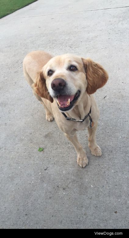 My rescue golden, Jed, who just got all shaved down for the…