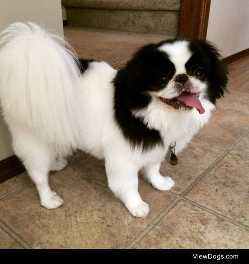 This is Rory! He is a Japanese Chin, who is about 7 years old….
