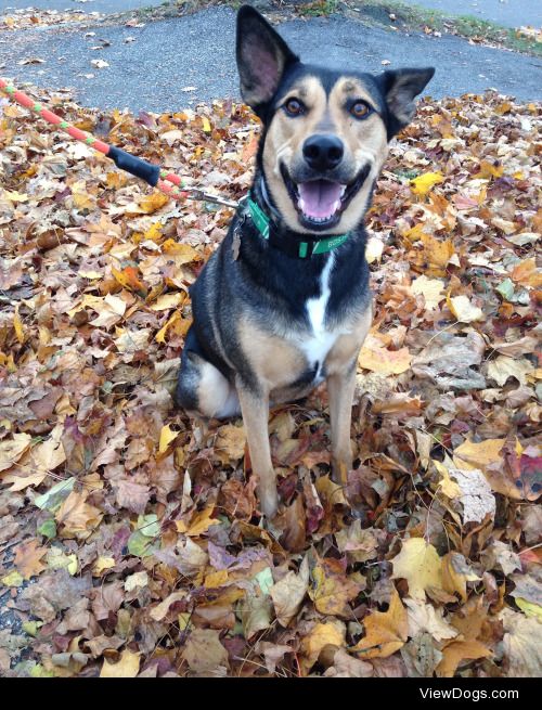 Here is Mila, my 3 year-old husky/lab mix