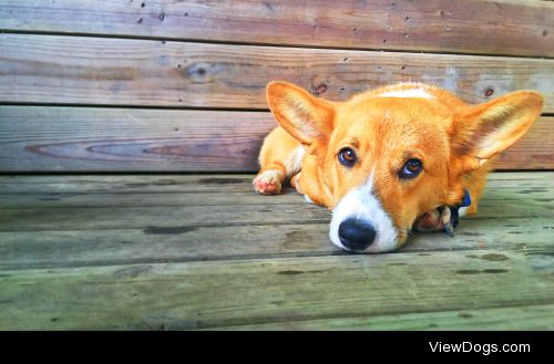 Archer. Pembroke a Welsh Corgi. 7 months old.