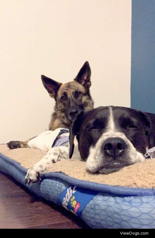 Bailey (gsd) is Kira’s (pointer/pit mix) protector. No one is…