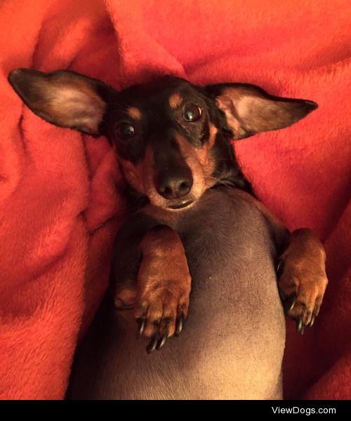 This is my miniature dachshund, Miley. She is believed to be…