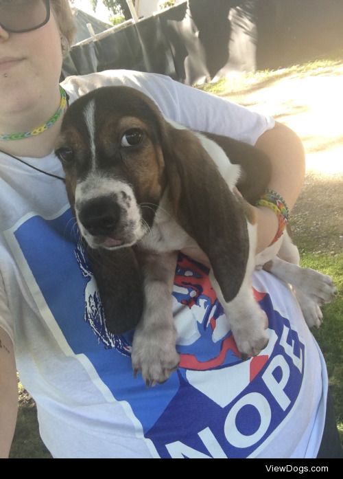 I just got this little guy! He is a four month old basset hound…