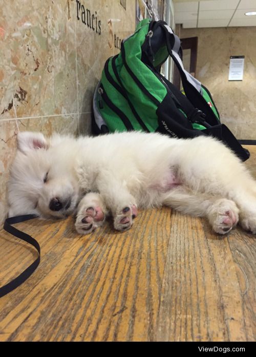 Tobi the Samoyed, our bundle of energy!