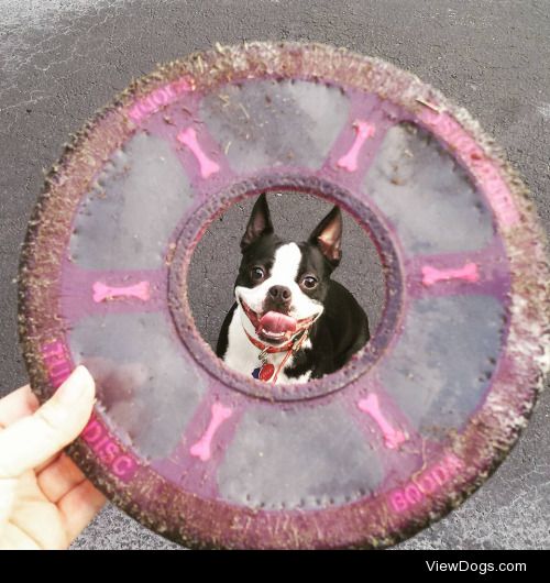 Wesley loves his frisbee! Was lucky enough for him to sit still…