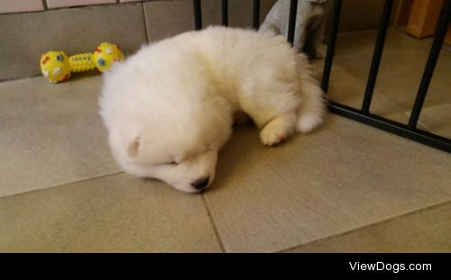 This is the baby samoyed I will bring home on the 15th of July ♡…