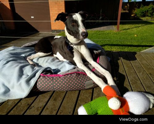 This is Sunny, a 9 month old whippet/staffy mix. She’s quite…