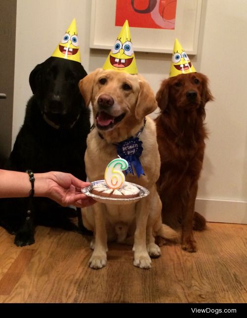 Thor at his birthday party….he loved it…was smiling all night…