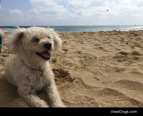 i met tully on the beach the other day and she loves the beach