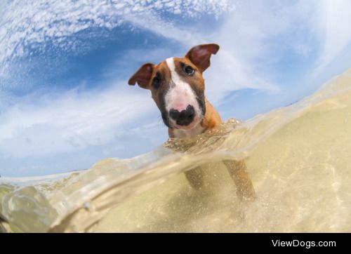 This is Cane! Standard bull terrier who surprisingly LOVES the…