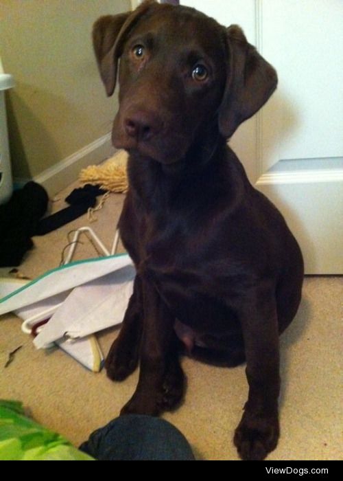 This is George. He’s a six year old Chocolate Labrador (6 months…