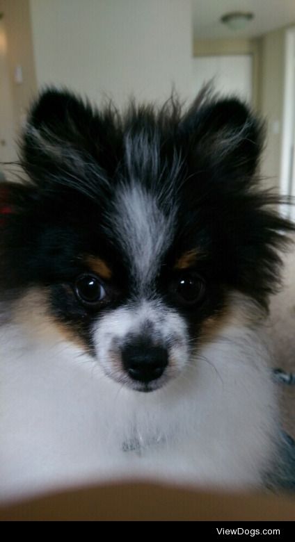 My Pomeranian nephew Buchu