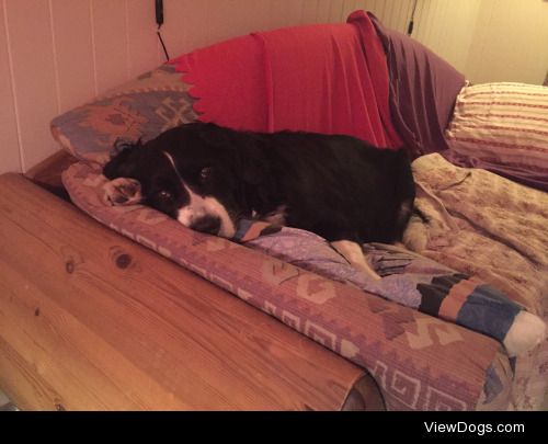 Sweet Bernese mix Casey, tired after a long day :)