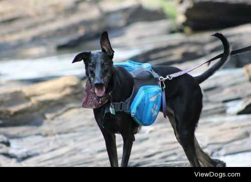 Leeloo loves rocking her hiking harness on our state park trips,…