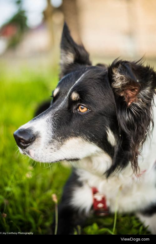 Meet Louffy, a 1-year-old Border Collie and a cuddly…