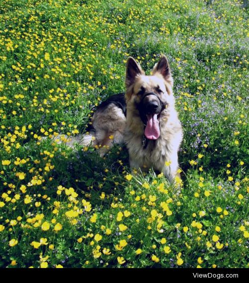 Bruce, one of our German shepherds, in his wild youth….