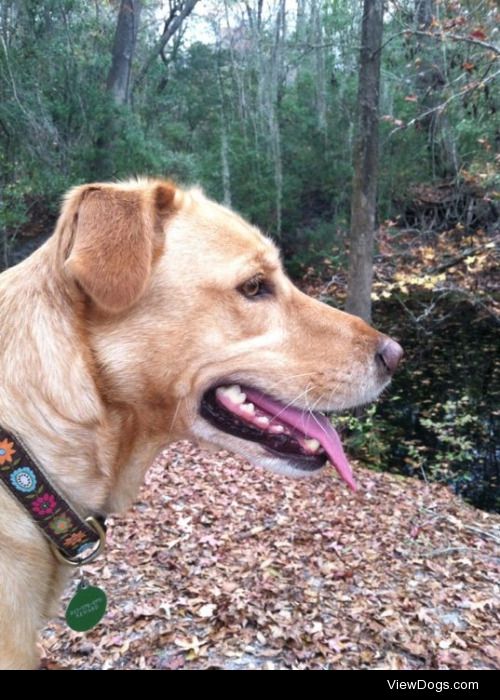 This is Honey, my Lab mix! She is a rescue dog and is the…