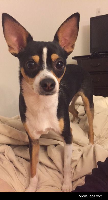 This is Pablo, my 2 year old toy fox terrier mix rescue! He…