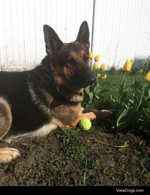 This is Behren, my 8 year old German Shepherd, he’s always on…