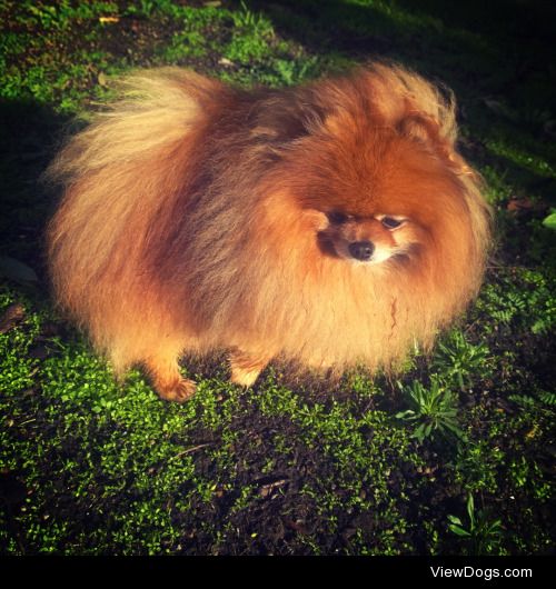 Wet, stubby, little paws of Oscar. Out at our backyard on a…