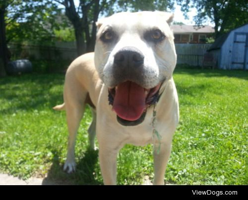 This is Bowser! He loves loves loves getting his stomach rubbed…