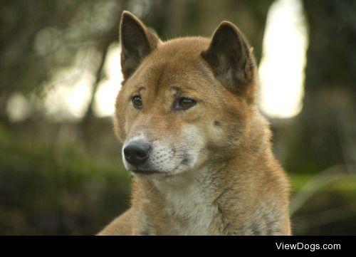 Ben Clarke | New Guinea singing dog