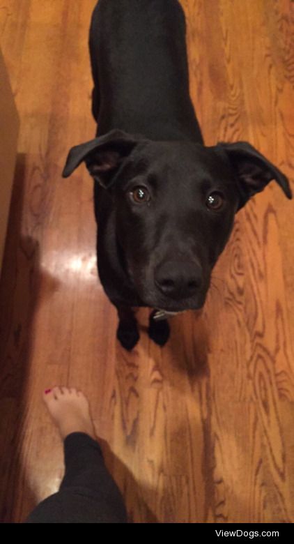 This is Mister. He’s a year-old shepherd and lab mix rescue. We…