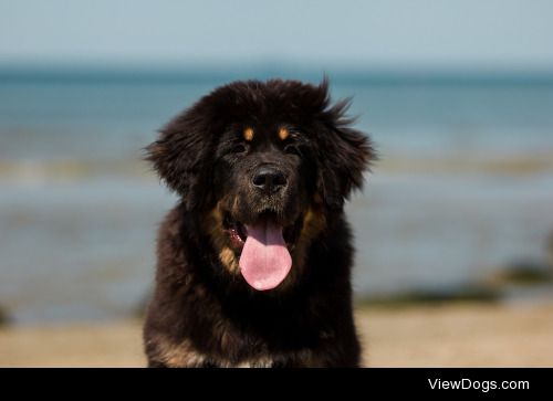 Kristiina Tammik | Tibetan Mastiff baby 