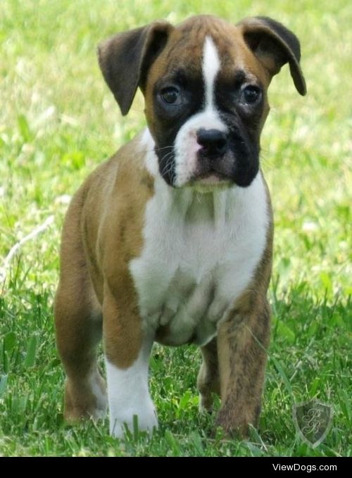 This is Groot, my new boxer puppy! – @poptarthorse