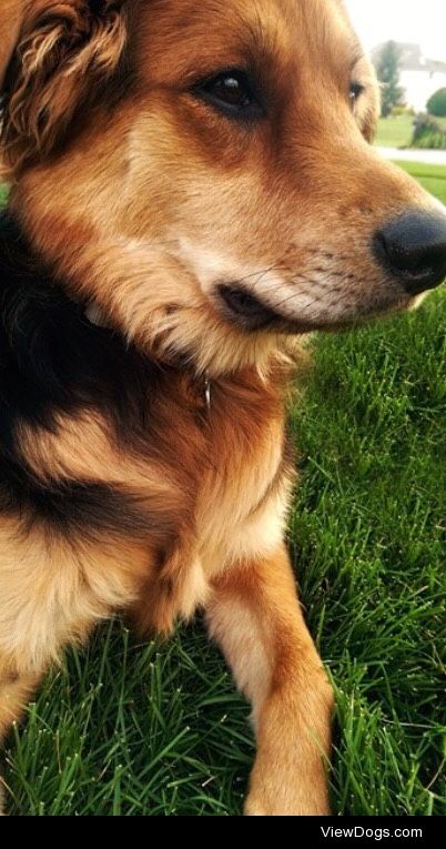 This is Elliott (my German Shepherd/Golden Retriever) and I love…