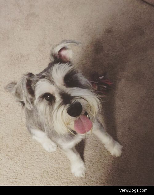 This is Max, my wonderful Miniature Schnauzer. He’s been with me…