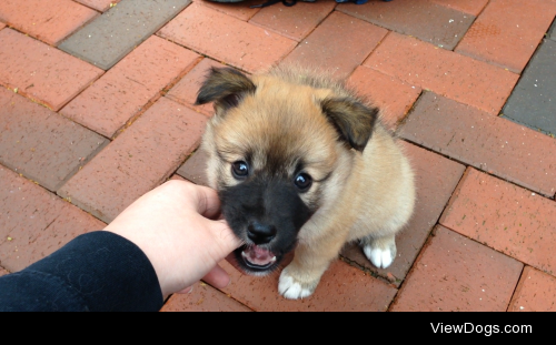 This is Nefja. She is a 6 week old Icelandic Sheepdog and still…