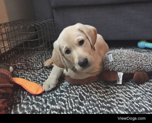 This is Bud, he’s a 9 week old yellow lab, follow @budthelab16…