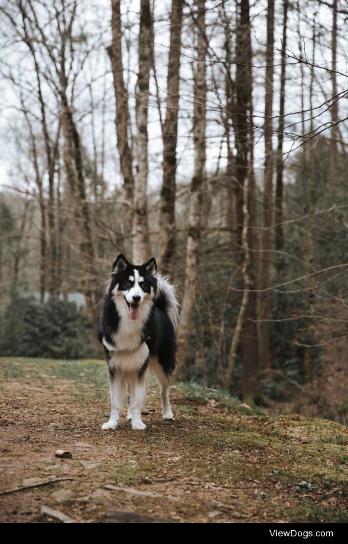 foxphoto:

hiking with my favorite:)