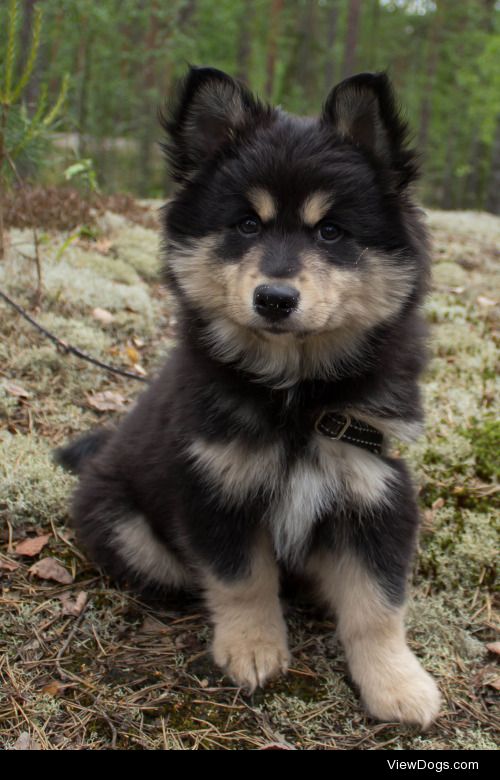 La Mirete | Finnish lapphund