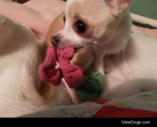 This is Piper, my 3 year old Chihuahua… and her favorite toy,…