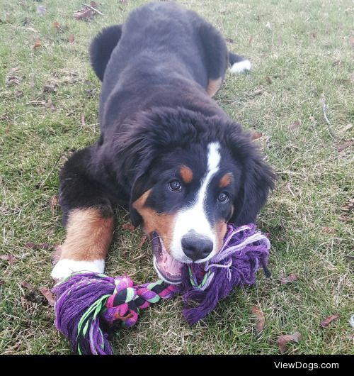 This is Murphy he’s a 6 month old bernese and one of my best…