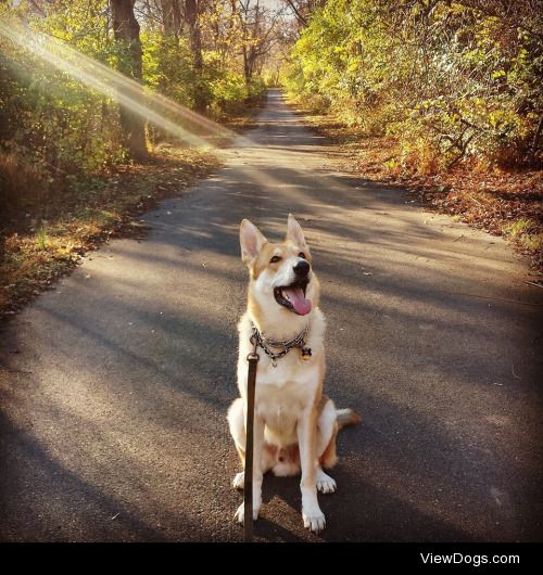 This is my German Shepherd, Marco!