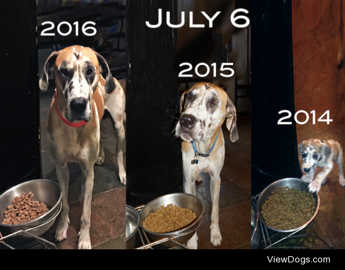 1 Great Dane + 2 Years =  BIG BOY DASH