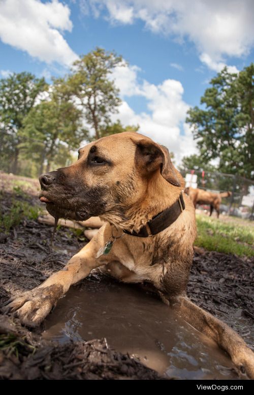 dogsbecausedogs:

Good thing I gave him a bath two days ago!